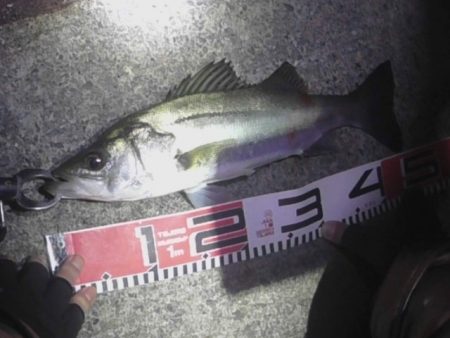 シーバスが居過ぎて釣りにならない